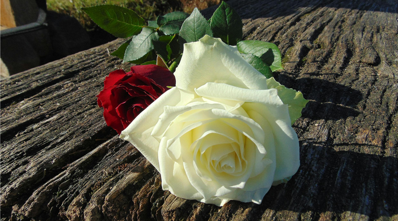 22 Maggio – Rose di Santa Rita